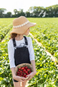 Selbst gepflückte Erdbeeren