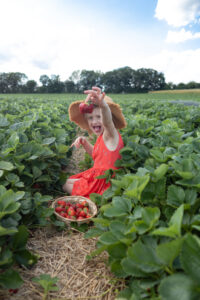 Erdbeeren pflücken macht Spaß