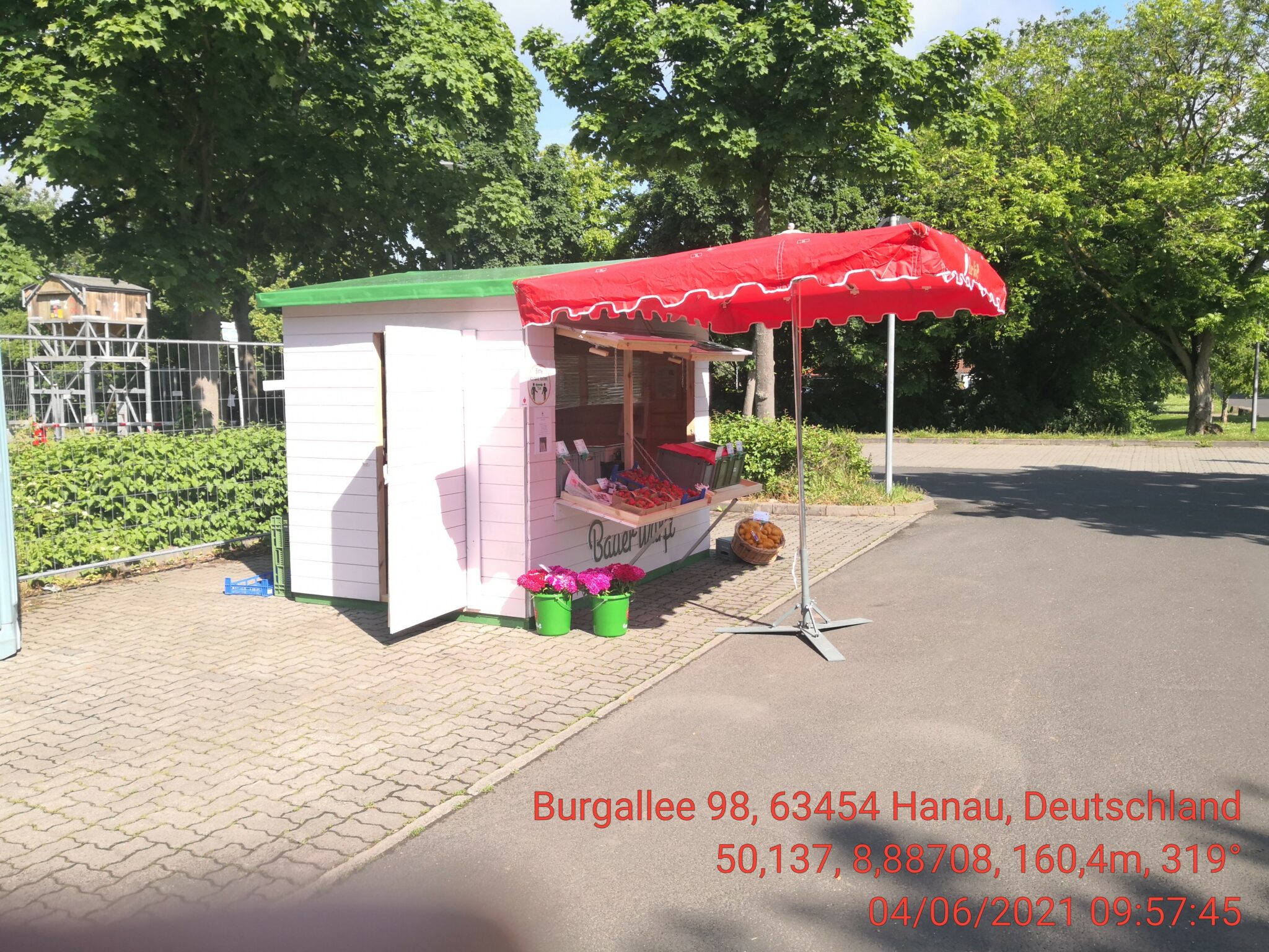 Erdbeeren Spargel » erntefrisch! Hanau Burgallee Bauer Würfl